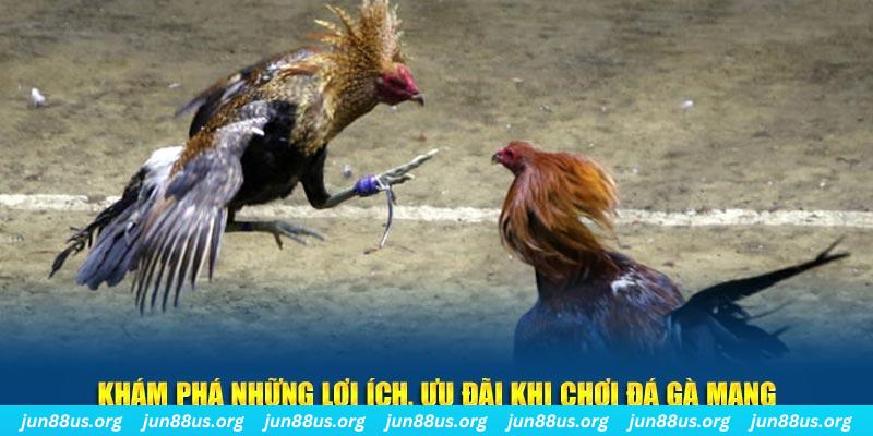 Đá Gà Mạng Jun88: Trải Nghiệm Chơi Đá Gà Trực Tuyến Hấp Dẫn 5 Khám phá những lợi ích, ưu đãi khi chơi Đá gà mạng