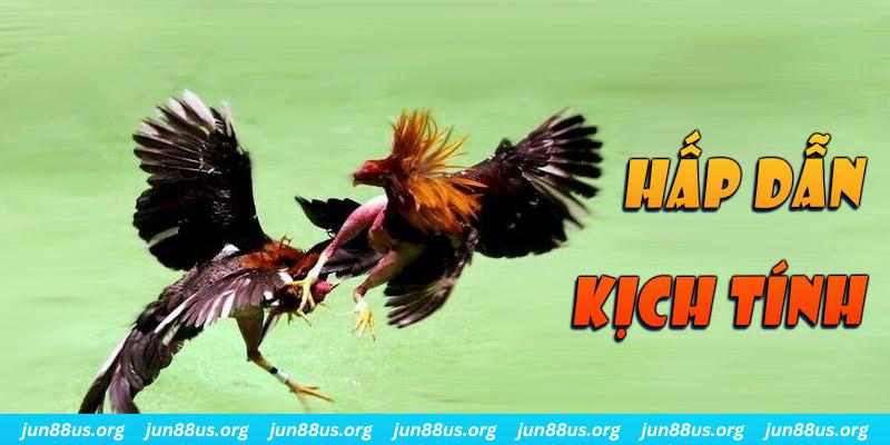 Đá Gà - Cùng Các Chiến Kê Ra Sân Nhận Thưởng Hấp Dẫn 5 Điểm đặc biệt thu hút khách, hỗ trợ trải nghiệm ấn tượng