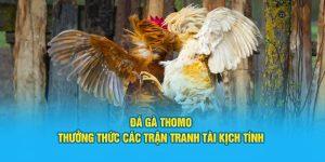 Thưởng thức đá gà Thomo tại cổng cược Jun88