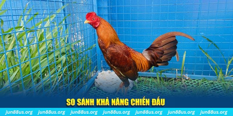 Giống Gà Asil Mạnh Mẽ và Đặc Sắc Tại Jun88 – Khám Phá Ngay 7 So sánh khả năng chiến đấu