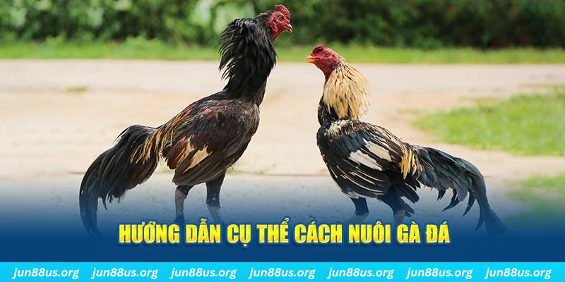 Cách Nuôi Gà Đá - Bí Kíp Để Chiến Binh Luôn Mạnh Khoẻ 4 Chỉ dẫn tổng quan cách nuôi gà đá