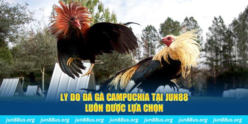 Đá Gà Campuchia - Trải Nghiệm Phút Giây Nghẹt Thở Tại Jun88 6 Lý do đá gà Campuchia tại Jun88 luôn được lựa chọn