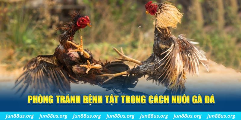 Cách Nuôi Gà Đá - Bí Kíp Để Chiến Binh Luôn Mạnh Khoẻ 6 Phòng tránh bệnh tật trong cách nuôi gà đá