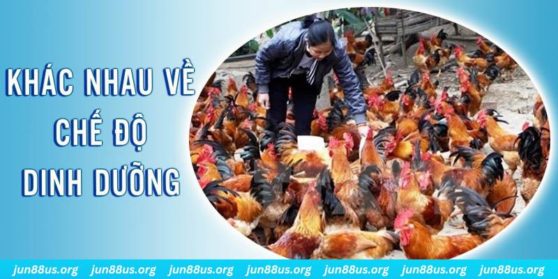 Gà Đá Và Gà Thịt - Tìm Hiểu Điểm Khác, Hướng Dẫn Cách Phân Biệt Nhanh 4 Điểm khác nhau về chế độ dinh dưỡng của gà đá và gà thịt