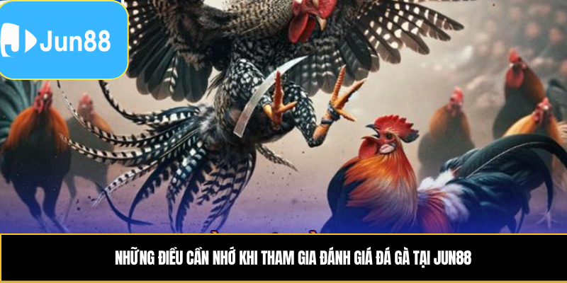 Những điều cần nhớ khi tham gia đánh giá đá gà tại Jun88