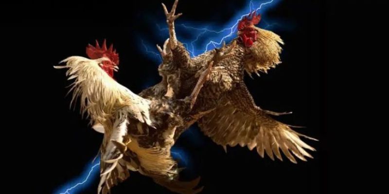 Các Thuật Ngữ Trong Đá Gà – Bí Quyết Nắm Thế Trận Cùng Jun88