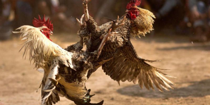 Cách Nuôi Gà Chơi C1 – Bí Quyết Nâng Cấp Chiến Kê Cùng Jun88