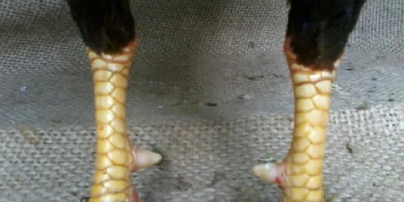Cách xem vảy gà quý qua ngón và cổ chân
