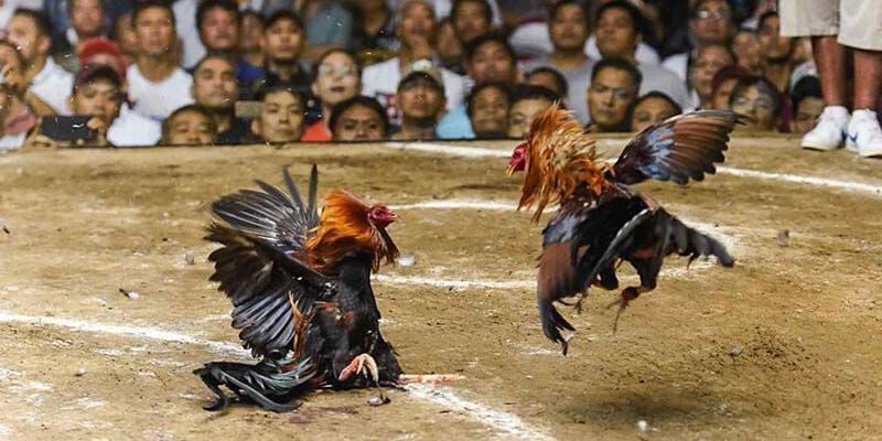 Chiến kê chân xanh mào đỏ thường thắng lớn trong đá gà C1