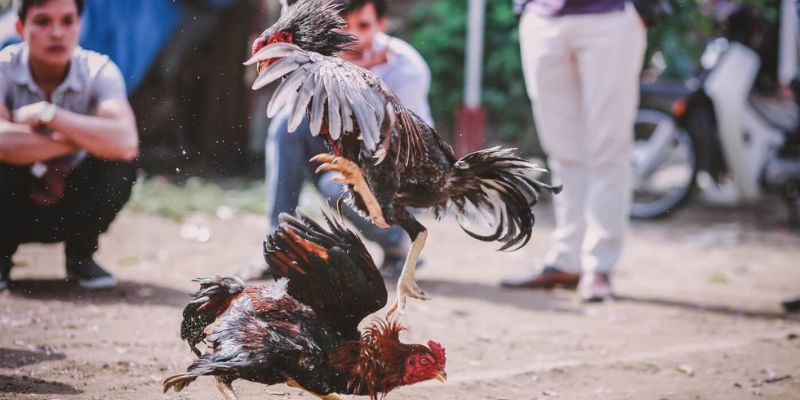 Đá Gà Philippines – Trường Đấu Cựa Dao Đỉnh Cao Tại Jun88 4 Gắn cựa dao cho gà chiến trước trận đá gà Philippines