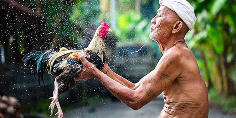 Hôm Nay Đá Gà Gì Tốt Nhất – Chọn Chiến Kê Chuẩn Jun88 Ngay
