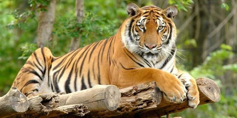Giấc mơ thấy hổ vàng phản ánh năng lượng thịnh vượng và quyền uy.